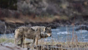 Gray Wolf Riverside Stalking4 K Wallpaper