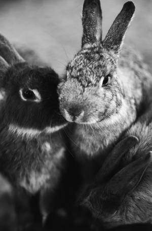 Grayscale Bunnies Wallpaper