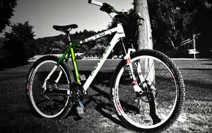 Grayscale Mtb In Tree Park Wallpaper