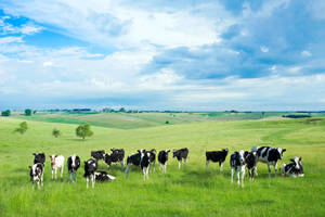 Graze On Lush, Green Grass Wallpaper