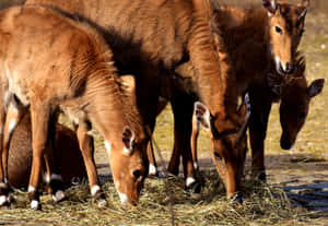 Grazing Blackbucks Herd Wallpaper