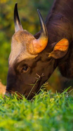 Grazing Gaur Close Up Wallpaper