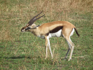 Grazing Gazellein Grassland.jpg Wallpaper