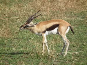 Grazing Gazellein Grassland.jpg Wallpaper