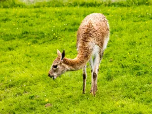 Grazing Guanacoin Green Field Wallpaper