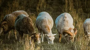 Grazing Sheep On Country Farm Wallpaper