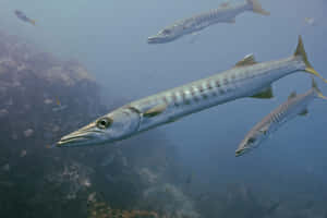 Great Barracuda School Underwater Wallpaper