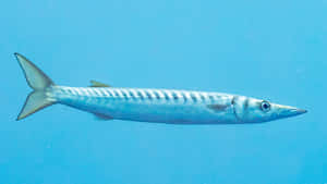 Great Barracuda Swimming Underwater.jpg Wallpaper