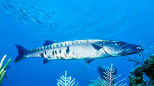 Great Barracuda Swimming Underwater Wallpaper