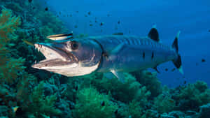 Great Barracuda Underwater Wallpaper