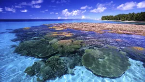 Great Barrier Reef Coral Beauty Wallpaper