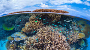 Great Barrier Reef Split View Wallpaper