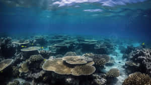 Great Barrier Reef Underwater Scenery Wallpaper