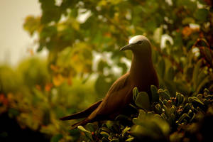 Great Bird Island Antigua And Barbuda Wallpaper