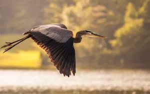 Great_ Blue_ Heron_ In_ Flight.jpg Wallpaper