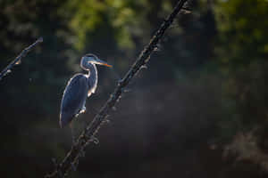 Great Blue Heron Perchedon Branch Wallpaper