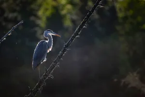 Great Blue Heron Perchedon Branch Wallpaper
