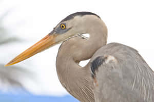 Great Blue Heron Portrait Wallpaper