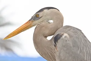 Great Blue Heron Portrait Wallpaper