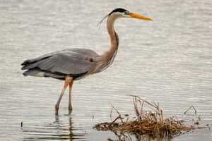 Great_ Blue_ Heron_ Standing_by_ Water.jpg Wallpaper