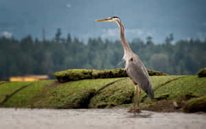 Great Blue Heron Standingby Water Wallpaper