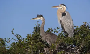 Great_ Blue_ Herons_ Nesting Wallpaper