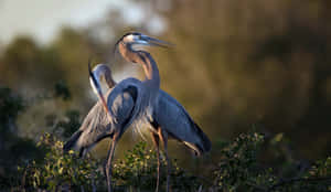 Great Blue Heronsin Natural Habitat Wallpaper