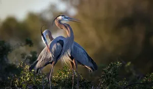Great Blue Heronsin Natural Habitat Wallpaper