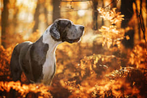 Great Dane Autumn Glow Wallpaper