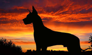 Great Dane Silhouetteat Sunset Wallpaper