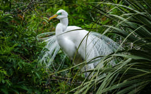 Great_ Egret_ Amidst_ Greenery.jpg Wallpaper