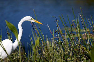 Great Egret And Plants Everglades National Park Wallpaper