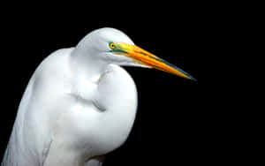 Great_ Egret_ Closeup_ Portrait Wallpaper