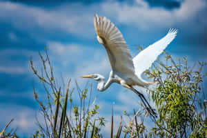 Great_ Egret_ In_ Flight_ Against_ Blue_ Sky.jpg Wallpaper