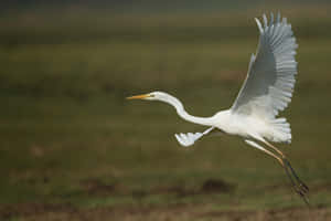 Great_ Egret_ In_ Flight.jpg Wallpaper