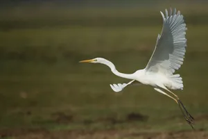 Great_ Egret_ In_ Flight.jpg Wallpaper
