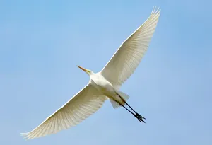Great Egret In Flight.jpg Wallpaper