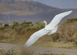 Great_ Egret_ In_ Flight.jpg Wallpaper