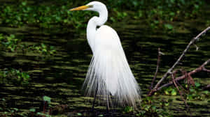 Great_ Egret_in_ Marshland_ Habitat.jpg Wallpaper