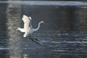 Great Egret Water Takeoff Wallpaper