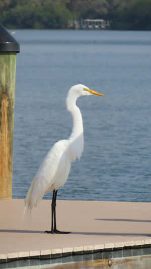 Great_ Egret_ Waterside_ Perch Wallpaper