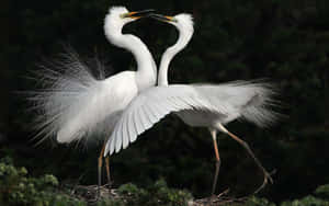 Great Egrets Courtship Display Wallpaper