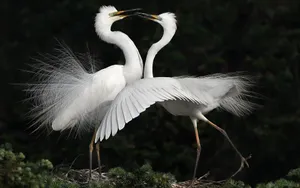 Great Egrets Courtship Display Wallpaper