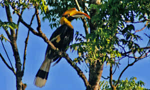 Great_ Hornbill_ Perched_in_ Tree Wallpaper