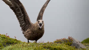 Great Skua Spreading Wings Wallpaper