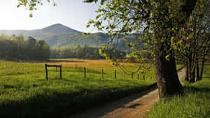 Great Smoky Mountains National Park Grassy Wallpaper