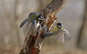 Great Tit Pair In Flight At Tree Trunk Wallpaper