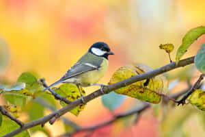 Great Tit Perchedon Branch Autumn Backdrop.jpg Wallpaper