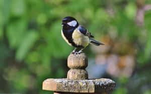 Great Tit Perchedon Wooden Post Wallpaper