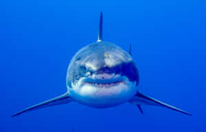 Great_ White_ Shark_ Approaching Wallpaper